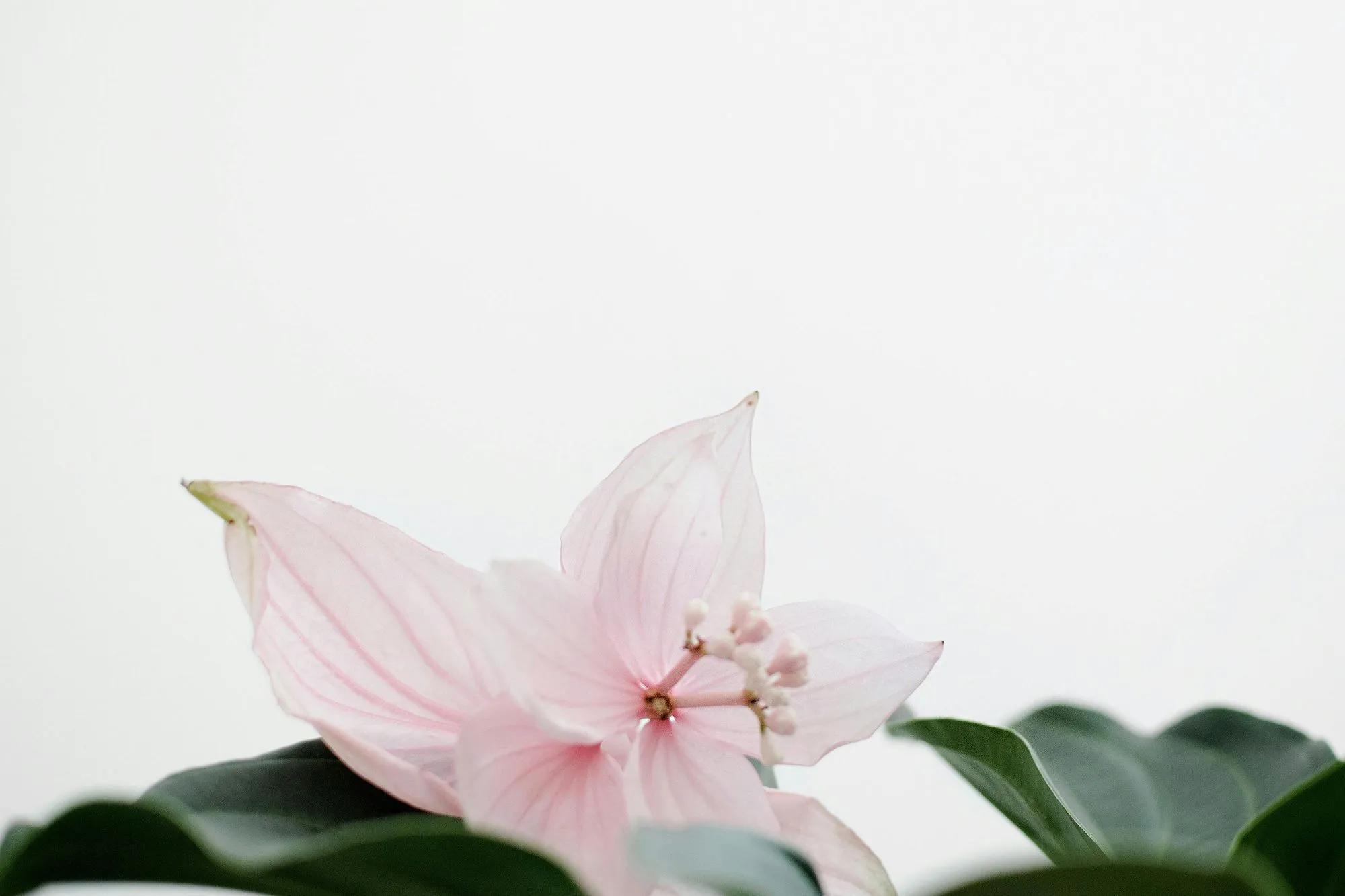 Understanding Fertility: A Guide to Antral Follicle Count